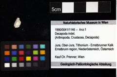 Foto (Objket + Etiketten) von Decapoda indet. 